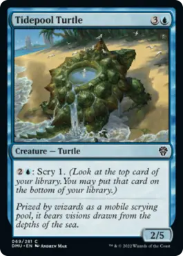 Tortue intercotidale