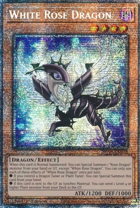 Dragon Rose Blanche