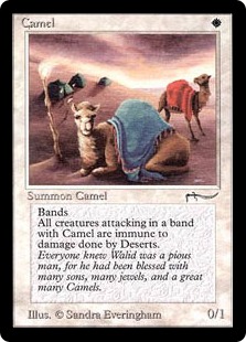 Camel