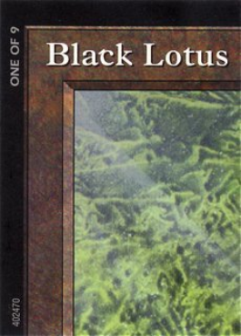 Lotus noir