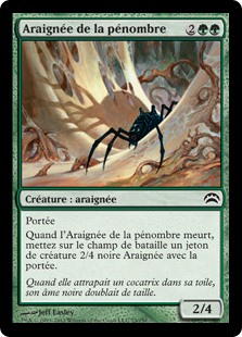 Araignée de la pénombre