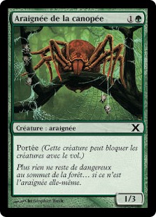 Araignée de la canopée