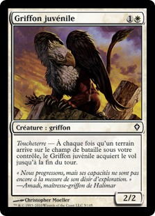 Griffon juvénile