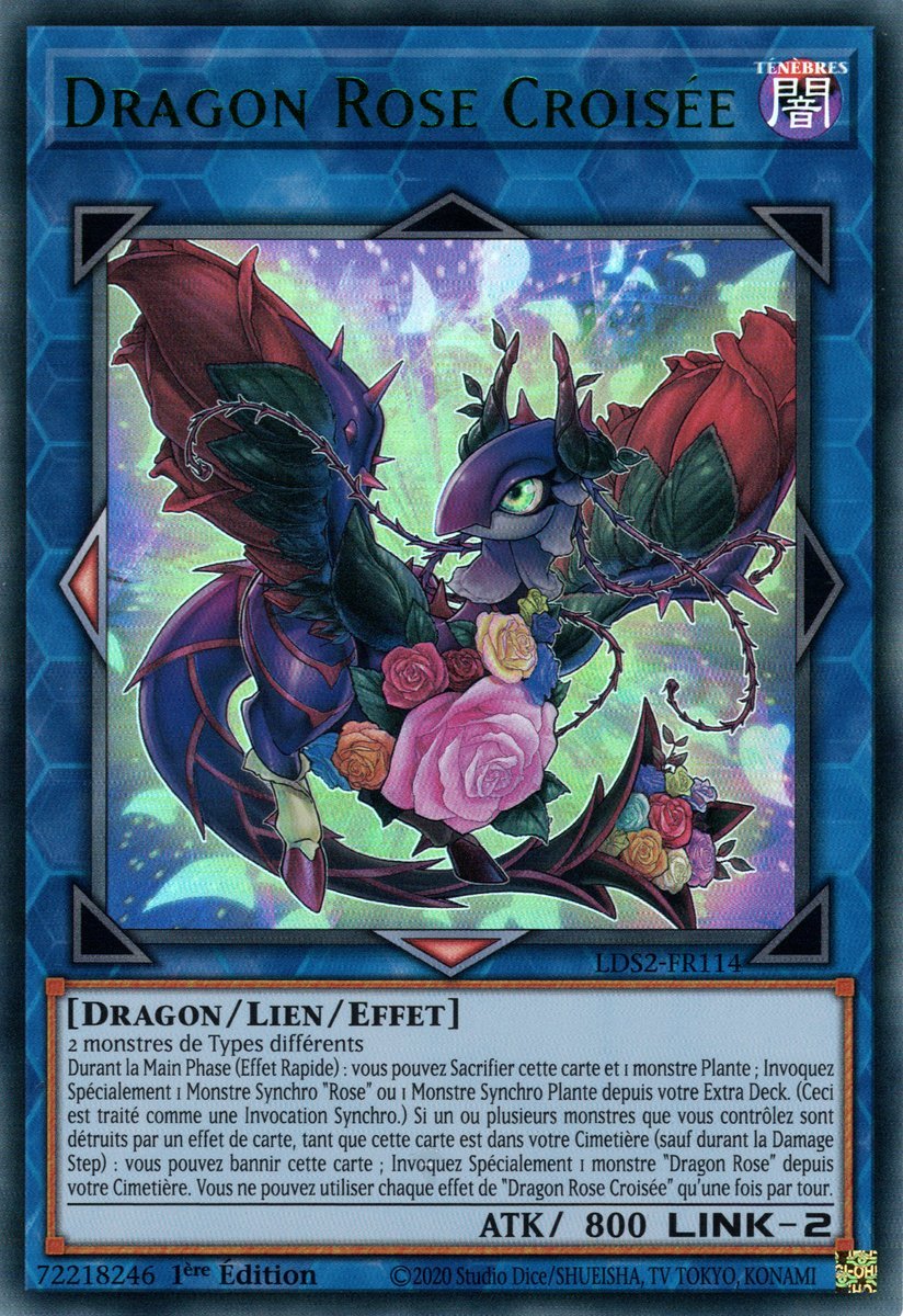 Dragon Rose Croisée