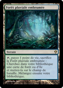 Forêt pluviale embrumée