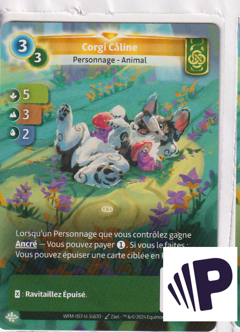 Corgi Câline - R Muna